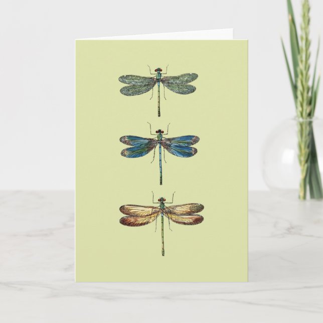 Dragonfly Illustrations Card (Front)