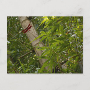 Dragonfly in Bamboo postcard