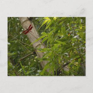 Dragonfly in Bamboo postcard