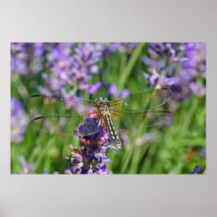 Dragonfly in Lavender Garden Poster