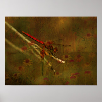 Dragonfly in the Garden Poster