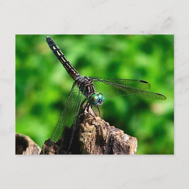 Dragonfly Macro Nature Photography Postcard (Front)