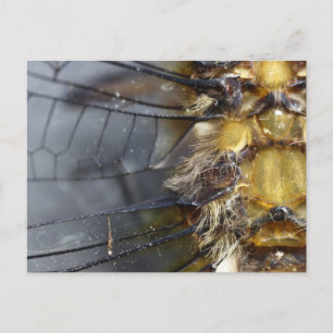 Dragonfly Macro Postcard