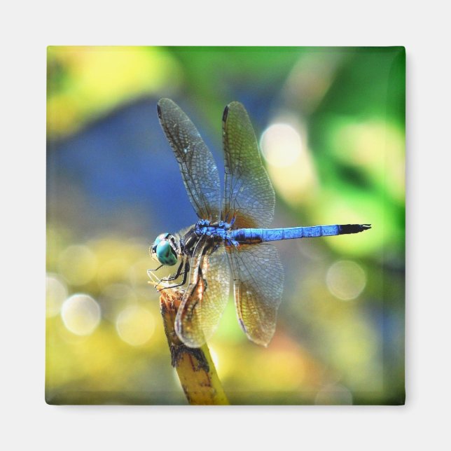 Dragonfly Magnet (Front)