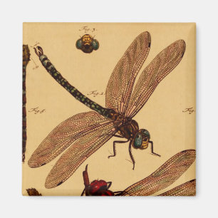 Dragonfly Magnet