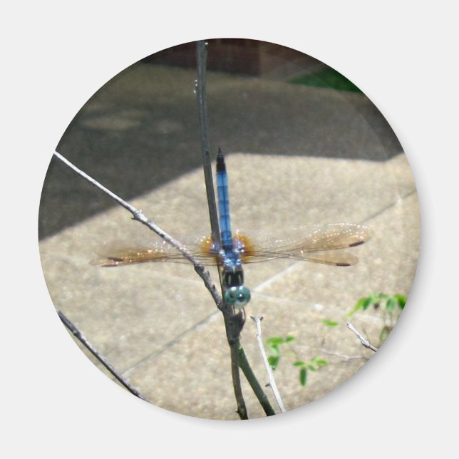 Dragonfly Magnet (Front)