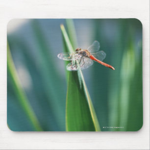 Dragonfly Mouse Pad