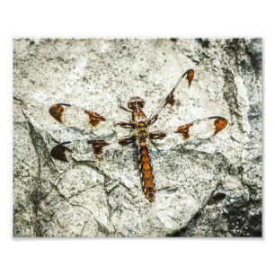 Dragonfly Nature Insects Photo Print
