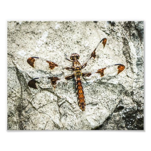 Dragonfly Nature Insects Photo Print (Front)