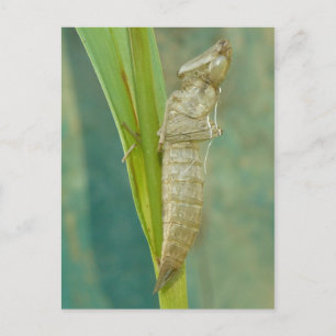 Dragonfly Nymph Shell Postcard. Postcard