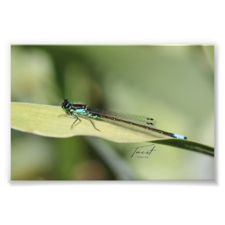 Dragonfly on a Leaf Photo Print