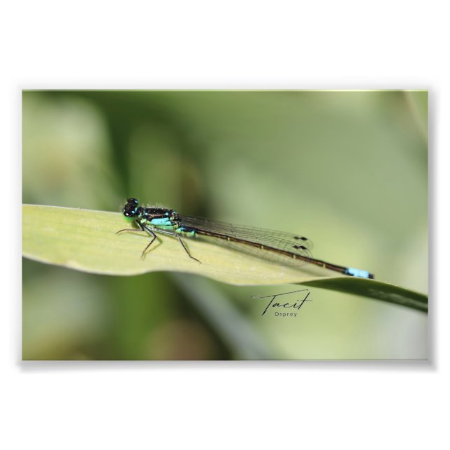 Dragonfly on a Leaf Photo Print (Front)