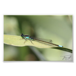 Dragonfly on a Leaf Photo Print