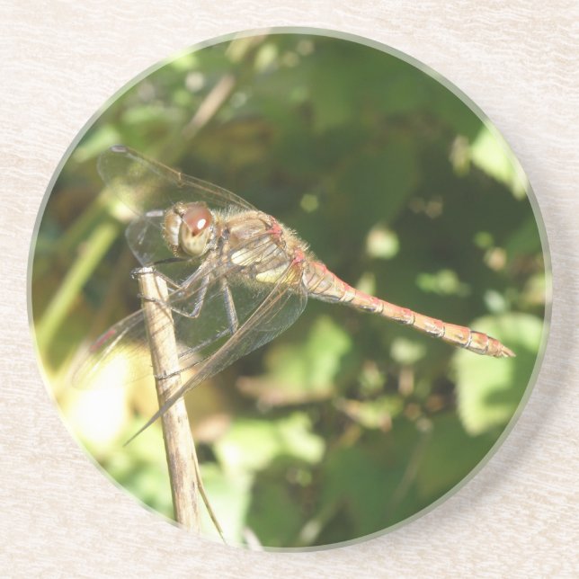 Dragonfly on a Twig Coasters (Front)