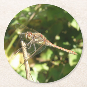 Dragonfly on a Twig Paper Coasters