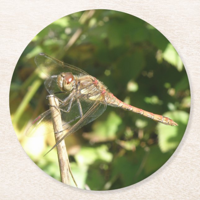 Dragonfly on a Twig Paper Coasters (Front)