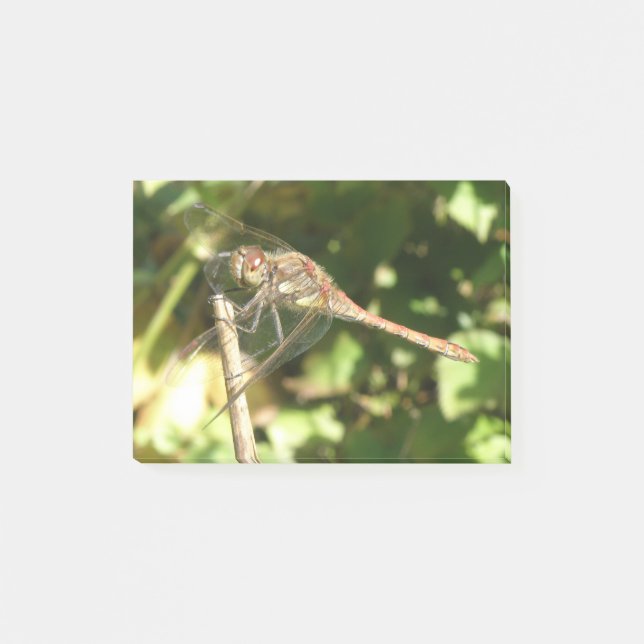 Dragonfly on a Twig Post it notes (Front)