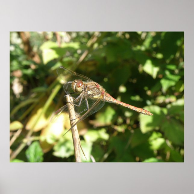 Dragonfly on a Twig Print (Front)