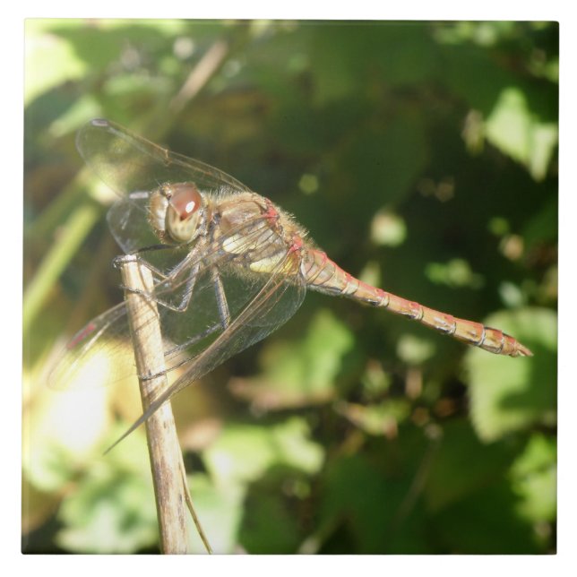 Dragonfly on a Twig Tile (Front)