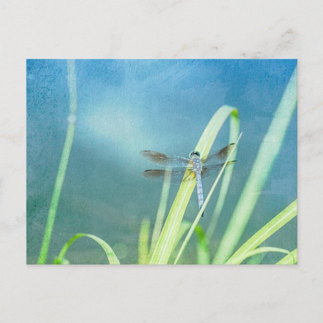 Dragonfly on Blue Postcard (Front)