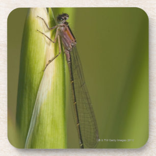 Dragonfly on budded iris coaster