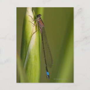Dragonfly on budded iris postcard