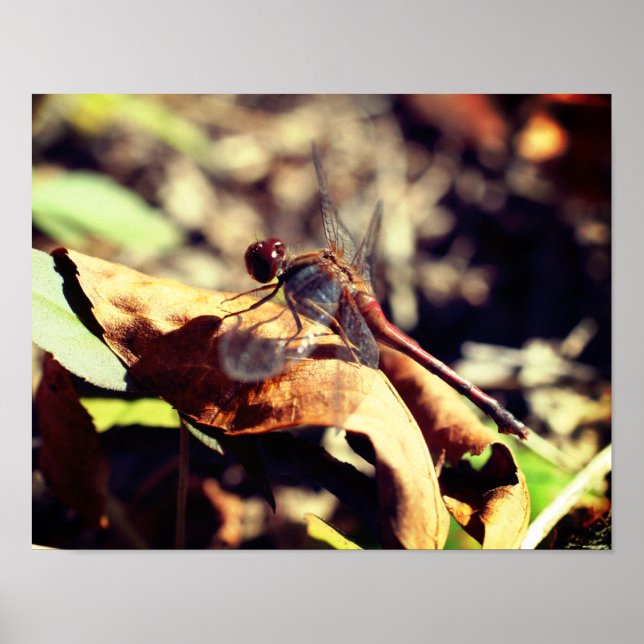 Dragonfly On Dried Leaf Close Up Poster (Front)