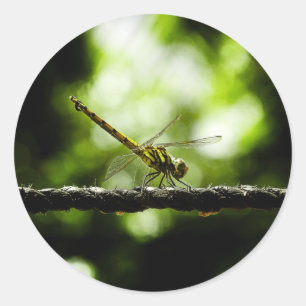 Dragonfly on green - Fine Art Stickers