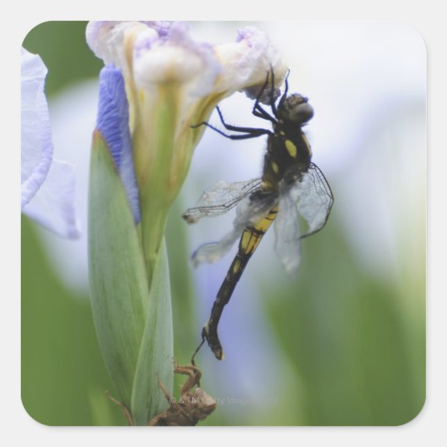 Dragonfly on iris square sticker (Front)