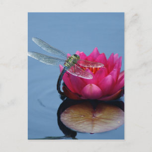 Dragonfly On Lotus Flower Postcard