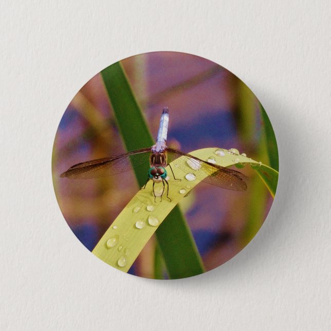 Dragonfly on raindrop leaf 6 cm round badge (Front)