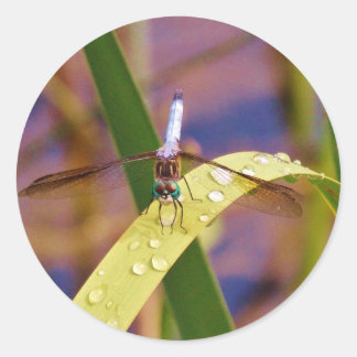 Dragonfly on raindrop leaf classic round sticker