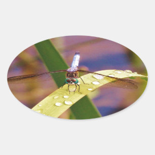 Dragonfly on raindrop leaf oval sticker