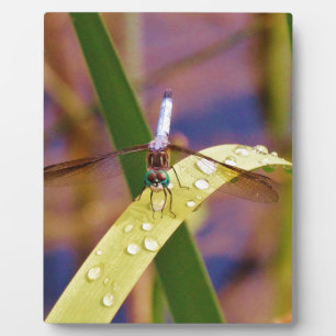 Dragonfly on raindrop leaf plaque