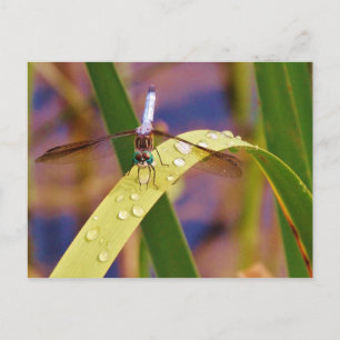 Dragonfly on raindrop leaf postcard