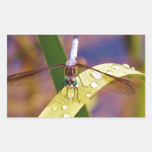 Dragonfly on raindrop leaf rectangular sticker (Front)