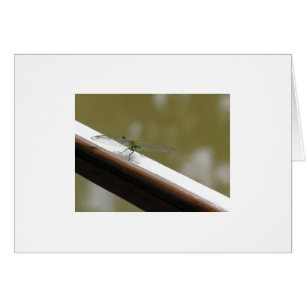 dragonfly on the bayou
