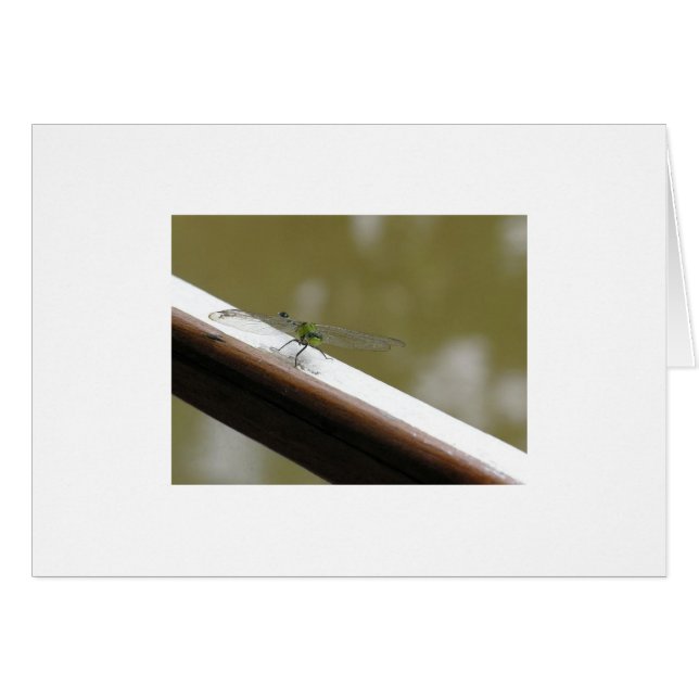 dragonfly on the bayou (Front Horizontal)