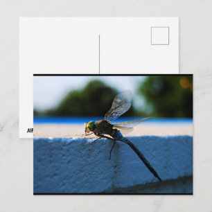 Dragonfly on the Ledge Postcard