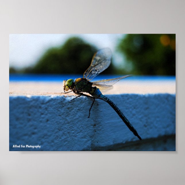 Dragonfly on the Ledge Poster (Front)