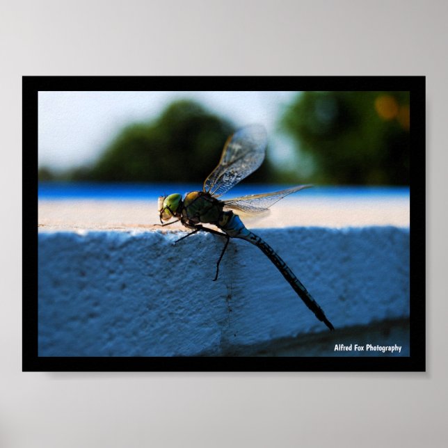 Dragonfly on the Ledge Poster (Front)