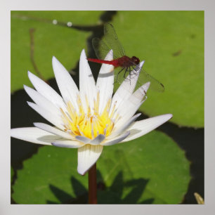 Dragonfly On Water Lily Poster