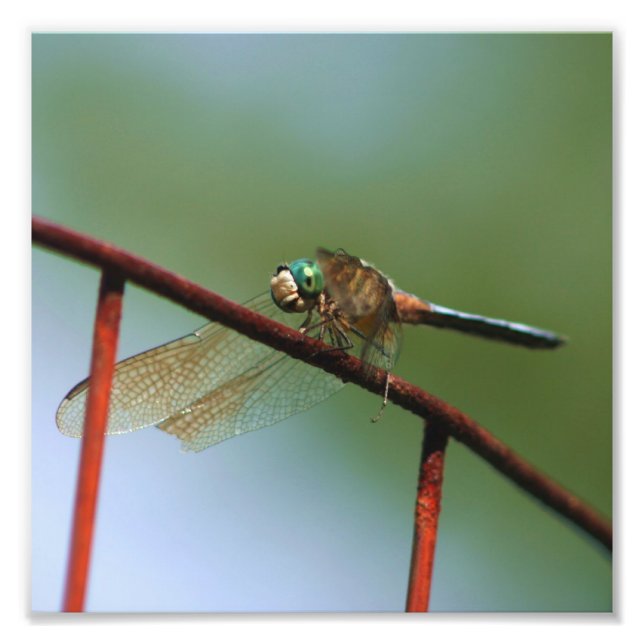 Dragonfly On Wire Fence Close Up 8x8 Photo Print (Front)