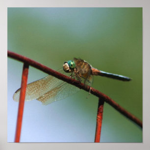 Dragonfly On Wire Fence Close Up Poster