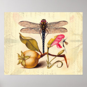 Dragonfly, Pear, Carnation, and Insect Poster