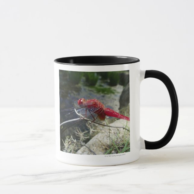 Dragonfly perching on branch, close up mug (Right)