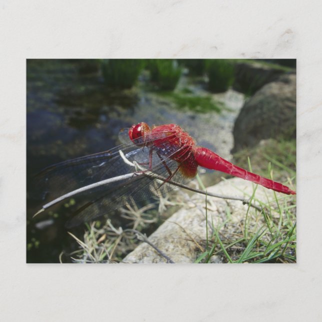 Dragonfly perching on branch, close up postcard (Front)
