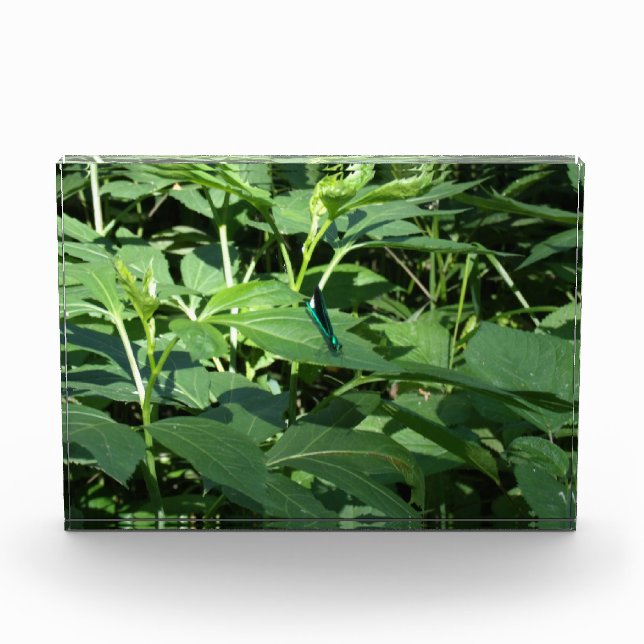 Dragonfly Photo Block (Front)