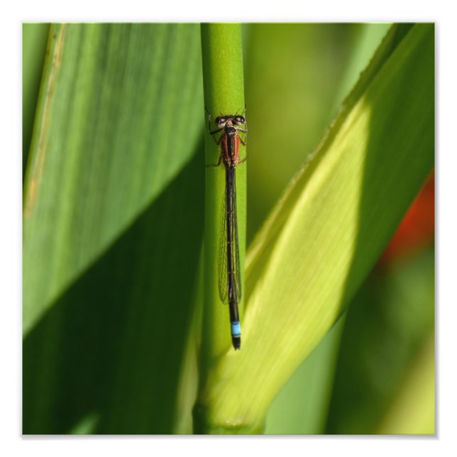 Dragonfly  photo print (Front)