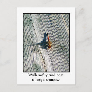 Dragonfly Postcard